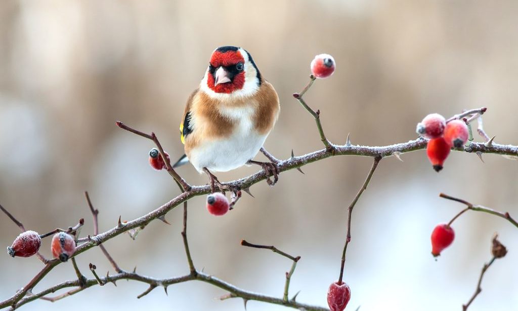 Pomôžeme zimným prikrmovaním vtákov prírode  alebo…?