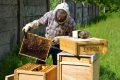 Tesco prekvapilo včelími úľmi pri obchode, pripomenulo si tak Svetový deň životného prostredia