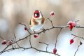 Pomôžeme zimným prikrmovaním vtákov prírode  alebo…?